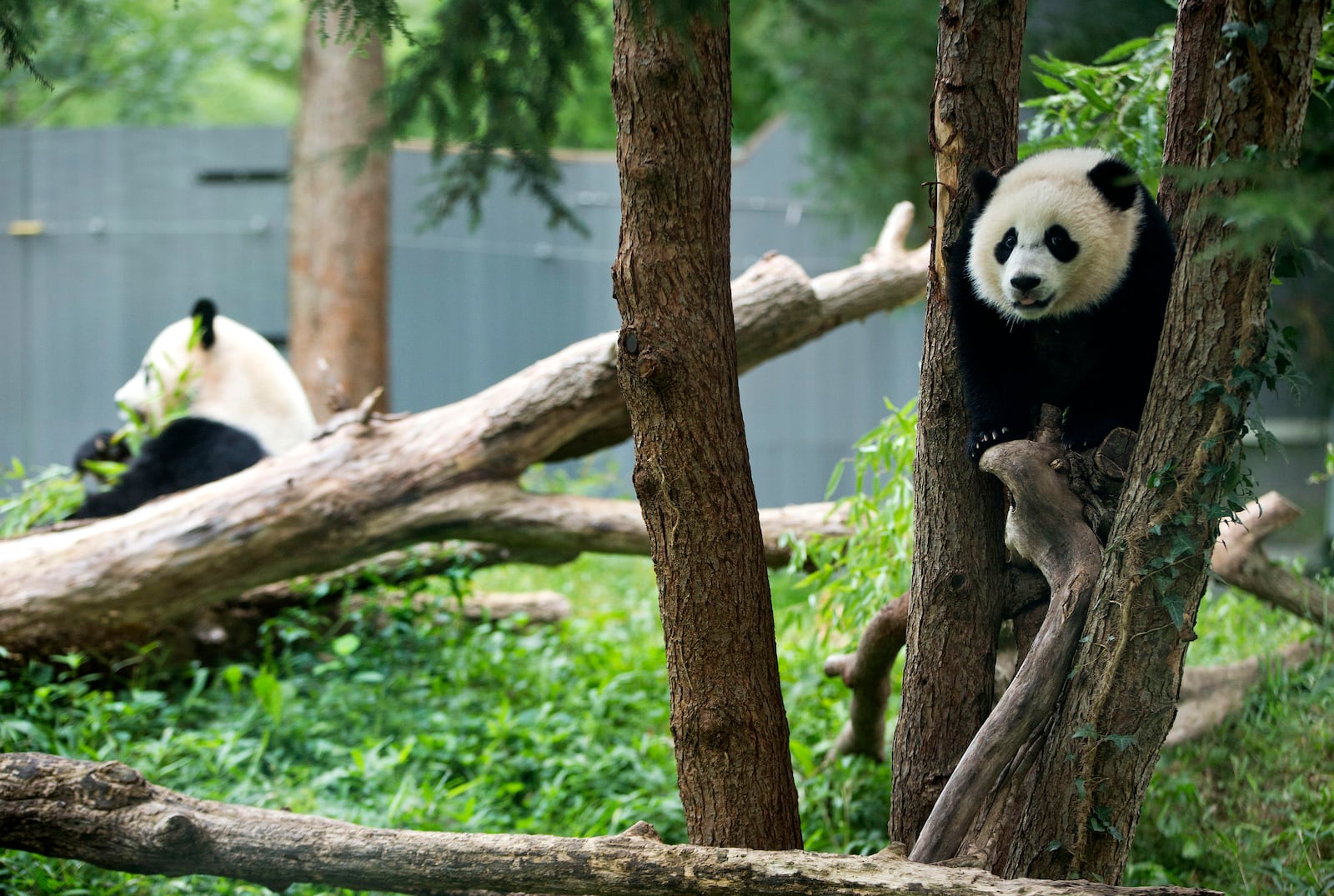 FILE- Panda cub Bao Bao, right, and her mother Mei Xiang are seen in their habitat at the National Zoo in Washington, Aug. 23, 2014. (AP Photo/Pablo Martinez Monsivais, File)