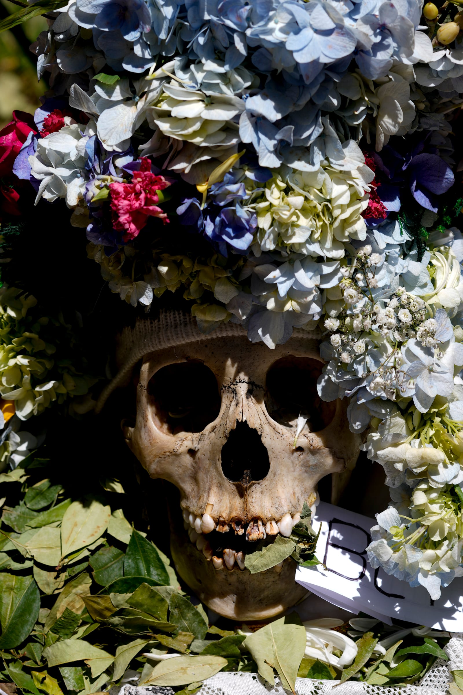 A decorated human skull sits at the General Cemetery as part of the annual “Ñatitas” festival, a tradition marking the end of the Catholic holiday of All Saints, in La Paz, Bolivia, Friday, Nov. 8, 2024. (AP Photo/Juan Karita)