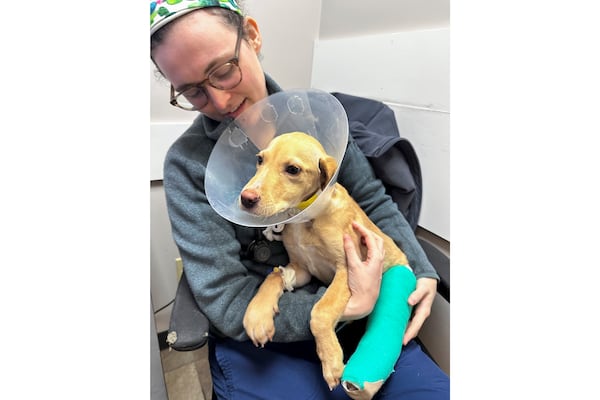 Veterinarian Stephanie Boisvert holds Whiskey, a Labrador-mix puppy, at the Pieper Memorial Veterinary Center, Tuesday, Nov. 26, 2024, in Middletown, Conn. Whiskey survived a plane crash in the Catskill Mountains on Sunday. (Jesse Ferguson, Pieper Memorial Veterinary Center via AP)