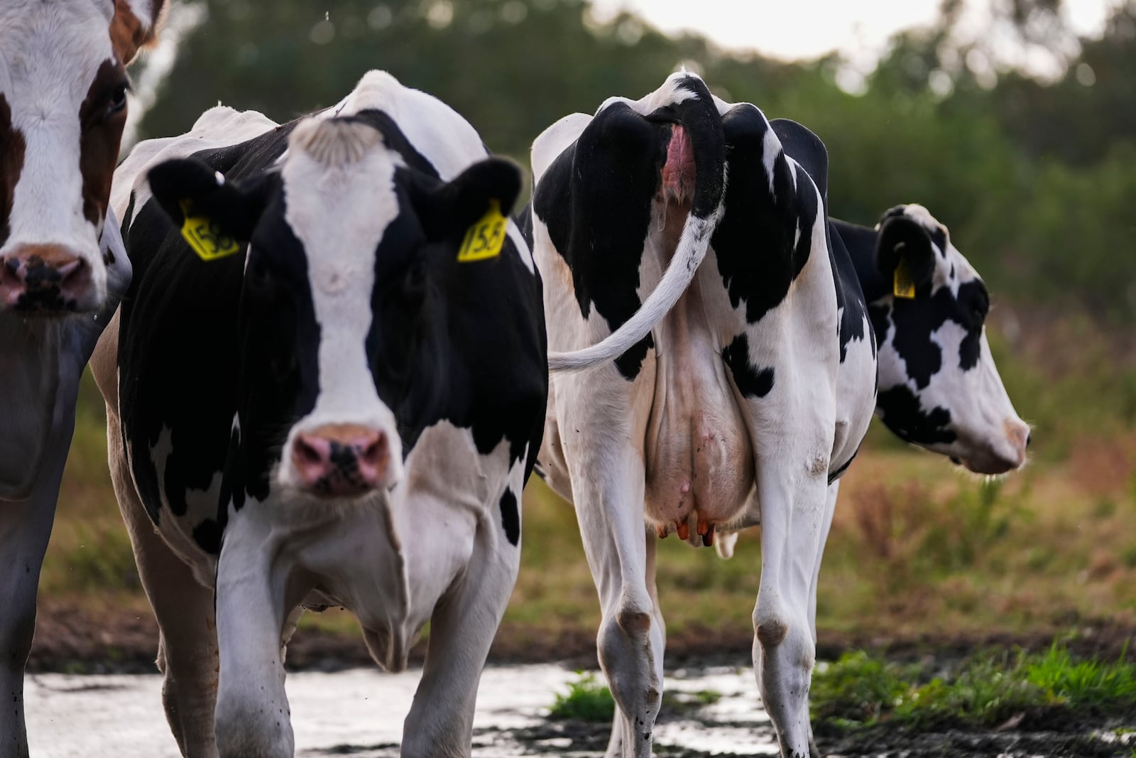 Cows turn to pasture after their 3:00 PM milking, at the Jarrell Bros. Dairy Farm in Kentwood, La., Wednesday, Oct. 30, 2024. (AP Photo/Gerald Herbert)