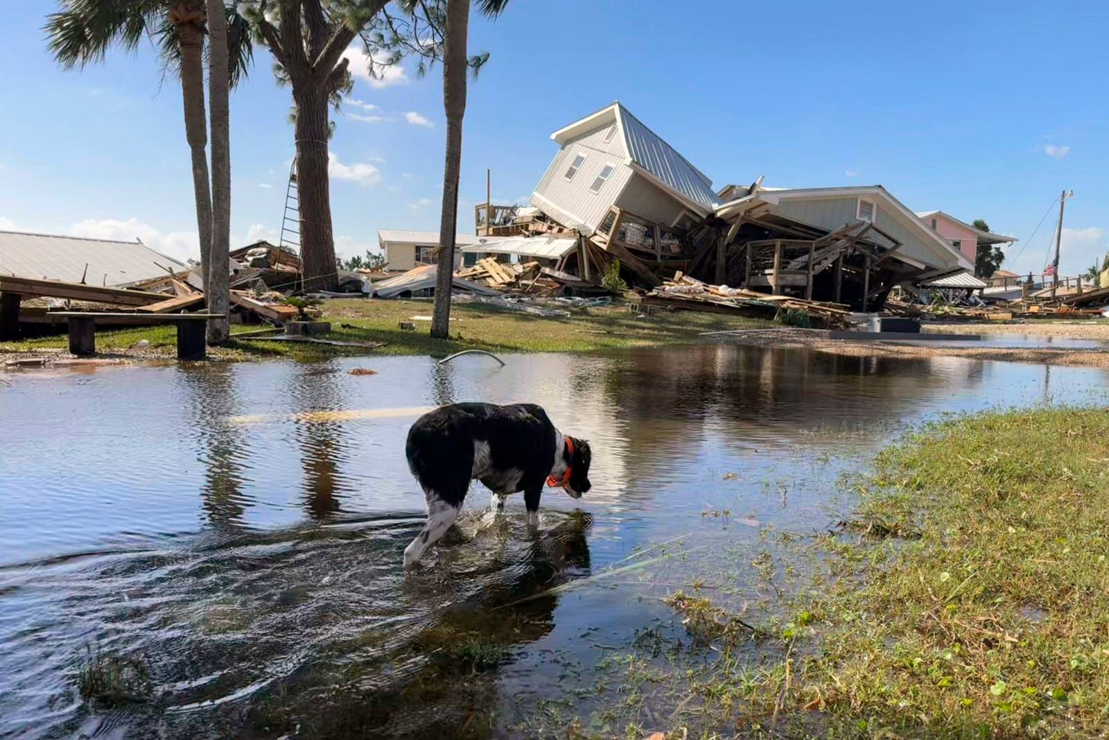 A dog wades through floodwaters near collapsed homes in Dekle Beach on the coast of rural Taylor County, Fla., Friday, Sept. 27, 2024. (AP Photo/Kate Payne)