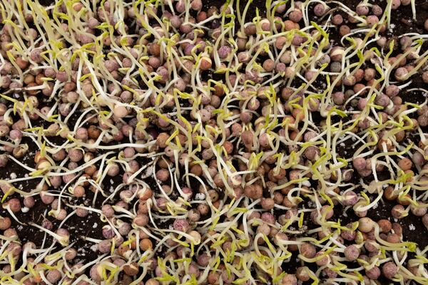 Seedlings grow at Bolton Farms, a hydroponic farm, on Friday, March 21, 2025, in Hilton, N.Y. (Caitlyn Daproza via AP)