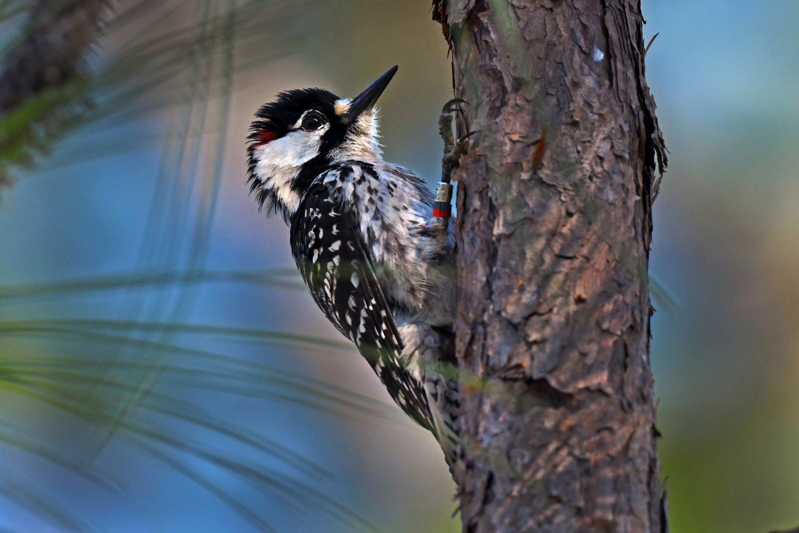 In this photo provided by the U.S. Fish and Wildlife Service, a red-cockaded woodpecker clings to the side of a pine tree in April 2023. (Renee Bodine/USFWS via AP)