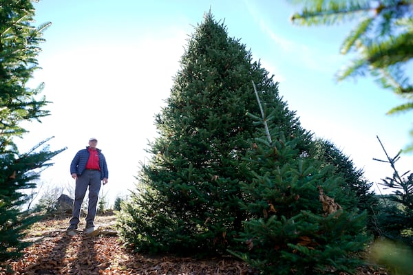 Sam Cartner Jr., co-owner of Cartner's Christmas Tree Farm, poses for a photo next to the official White House Christmas tree, a 20-foot Fraser fir, Wednesday, Nov. 13, 2024, in Newland, N.C. (AP Photo/Erik Verduzco)