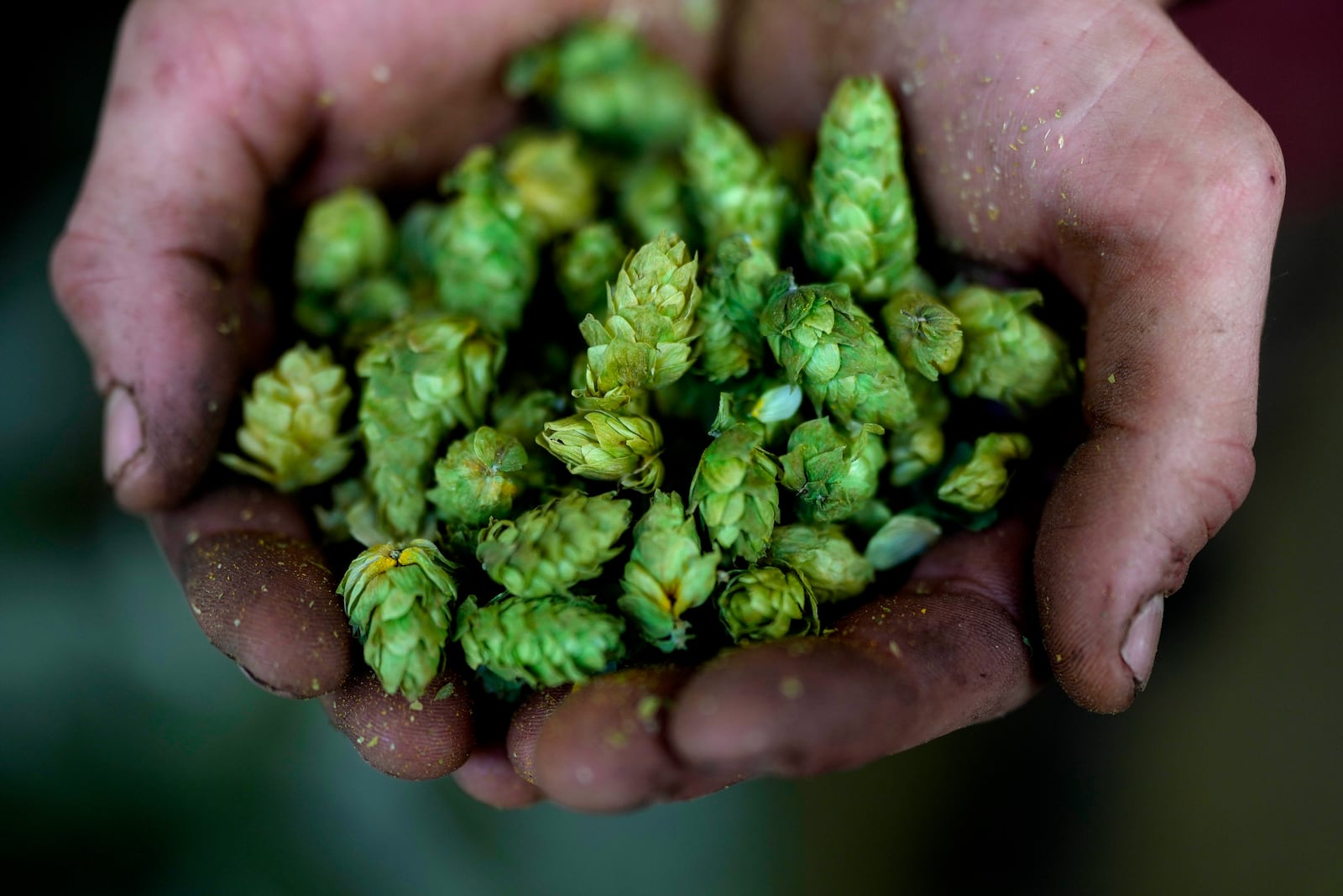 A farmer holds hop cones on a farm in Huell near Wolnzach, Germany, Thursday, Sept. 19, 2024. (AP Photo/Matthias Schrader)