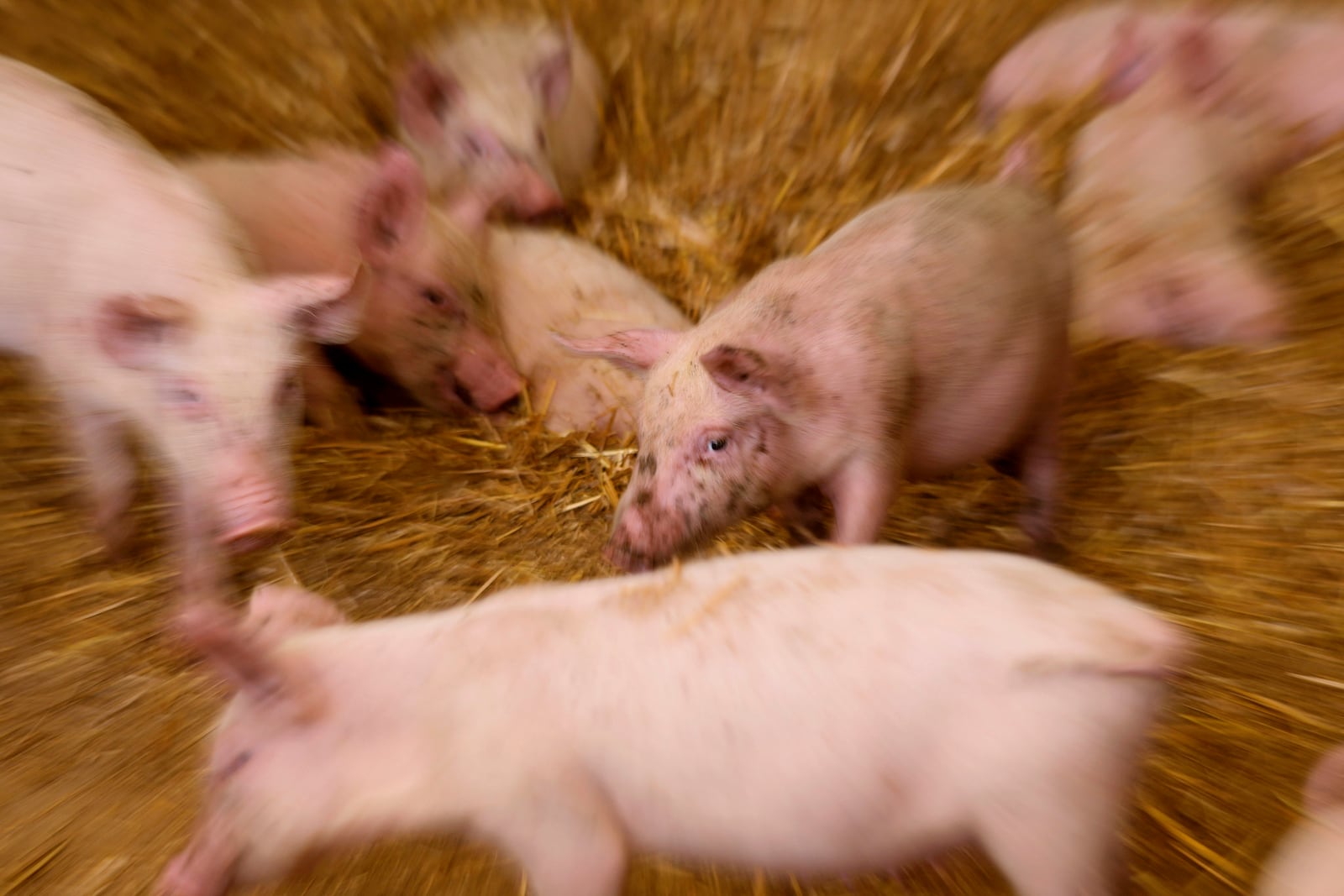 Pigs roam in a shed of the Piggly farm in Pegognaga, near Mantova, northern Italy, Wednesday, Sept. 25, 2024. (AP Photo/Luca Bruno)