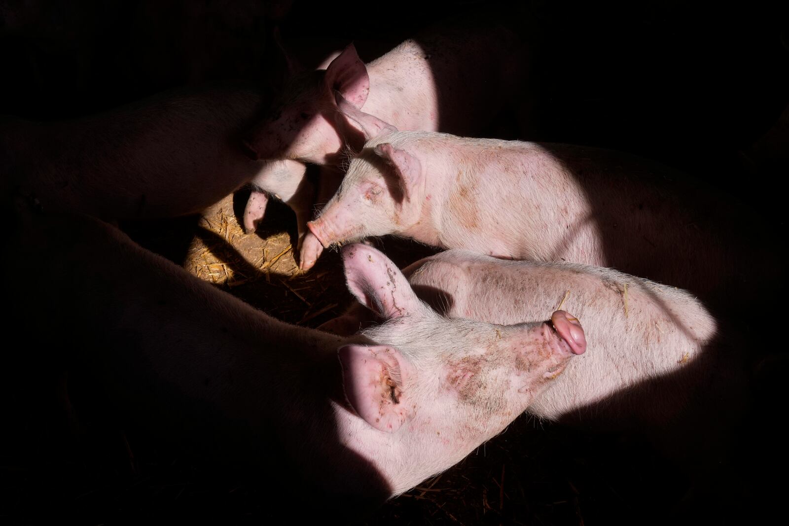 Pigs roam in a shed of the Piggly farm in Pegognaga, near Mantova, northern Italy, Wednesday, Sept. 25, 2024. (AP Photo/Luca Bruno)